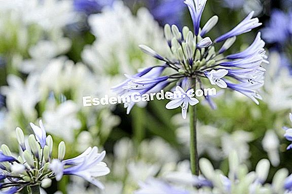 Agapanthus ? Todo Sobre Jardinería Y Diseño De Jardines - 2022