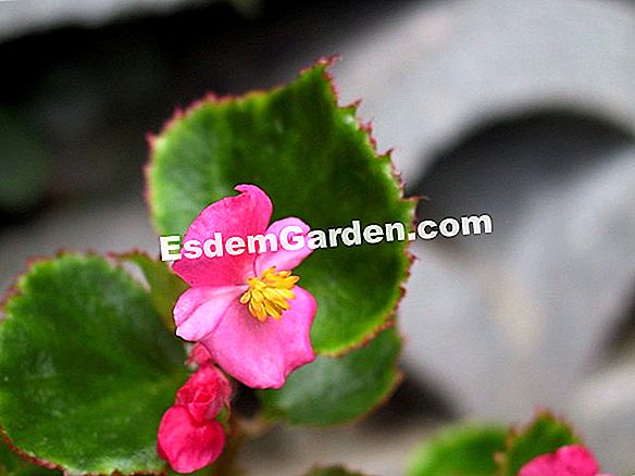 Begonia semperflorens