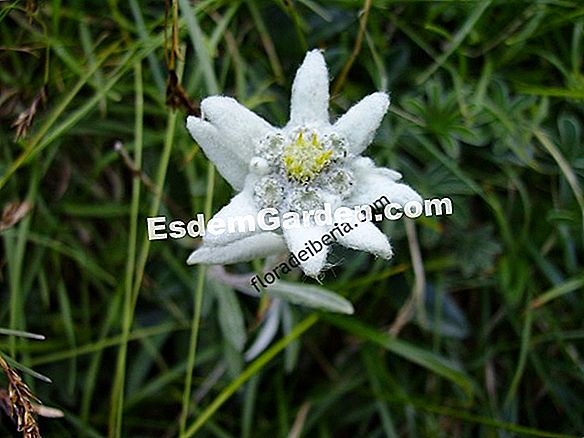 Edelweiss: Siembra, Plantación Y Mantenimiento 🌿 Todo Sobre Jardinería ...