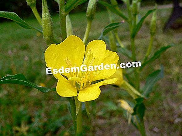 イブニングプリムローズ(Oenothera biennis)
