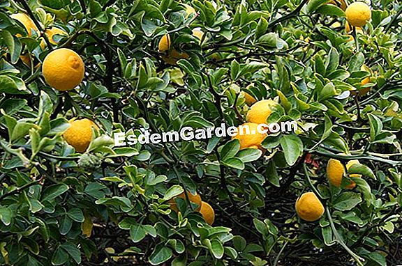 Poncirus trifoliata