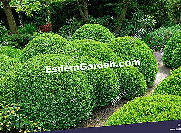 Topiary: boxwood berdiri pengawal