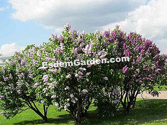 Lilac (Syringa vulgaris)