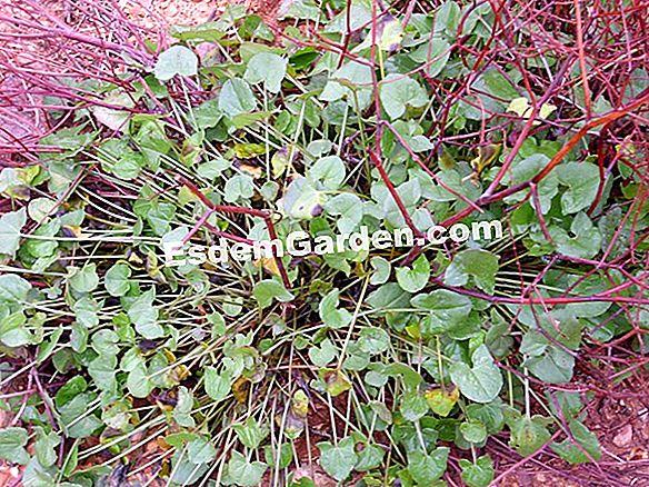Rumex induratus, warna kemerah-merahan cahaya seperti rumput