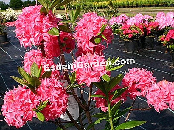 Azalee oder Rhododendron?