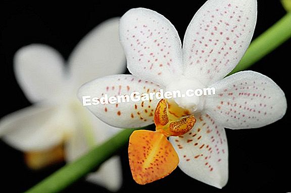 Phalaenopsis Orchidee: Sollte der Stiel nach der Blüte geschnitten werden?