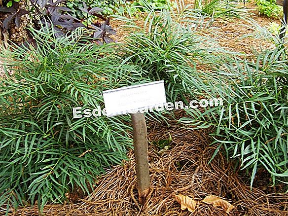 Mahonia eurybracteata 'Soft Caress': kegemaran