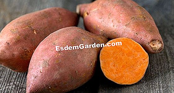 Wie man Süßkartoffeln anbaut: Tipps und Methoden