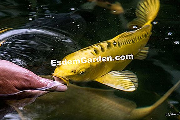Mein Teich Enthält 3 Goldfische, 3 Koi Und 1 Schleie. Ich Wechsle Das