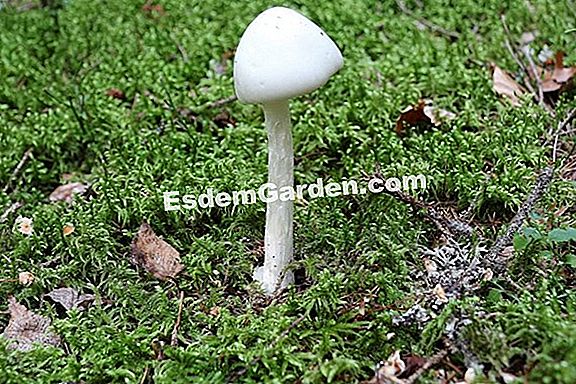 Die Amanita virosa (Amanita virosa): tödlicher Pilz