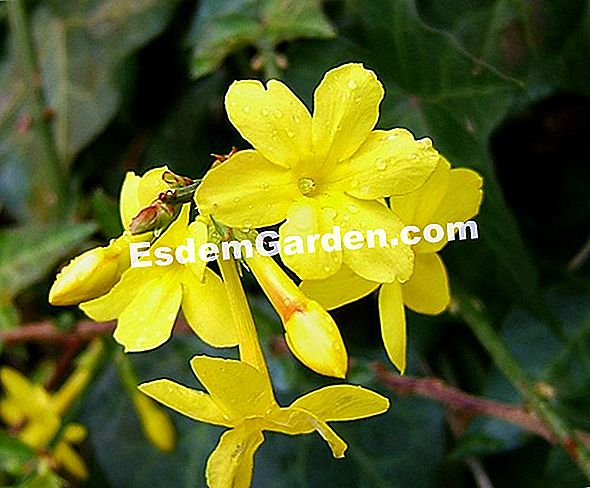 Stoppen Sie den Winter-Jasmin