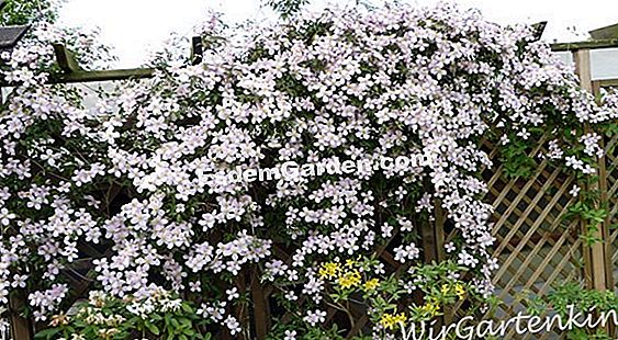 Erfolgreiches Pflanzen Von Clematis Mit Großen Blüten 🌿 Alles Über