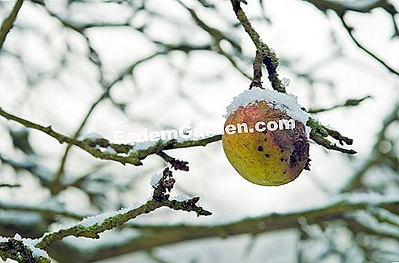 Obstbäume im Winter behandeln
