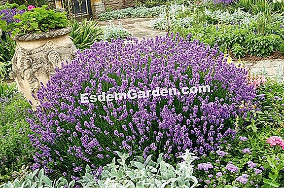 Potées und Pflanzer in einem schattigen Garten zu installieren