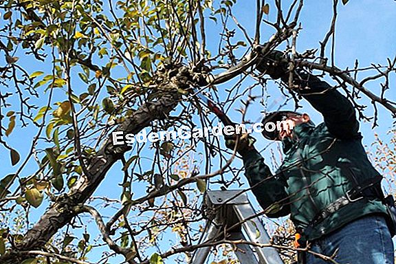 Schneiden Sie einen Birnbaum