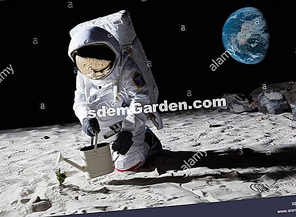 Gartenarbeit mit dem Mond. Zeitlose Pfingstrosen