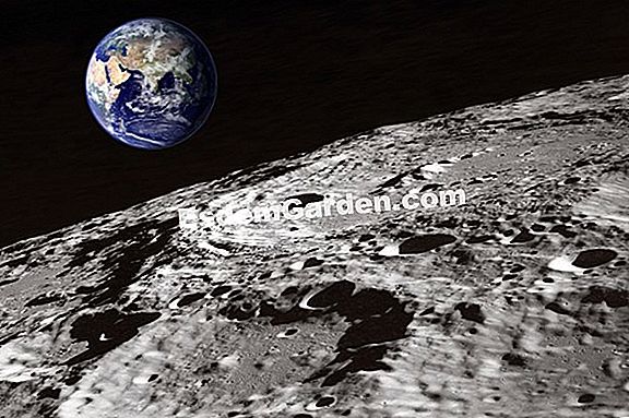 Züchte die Kartoffel mit dem Mond (Wurzelgemüse)