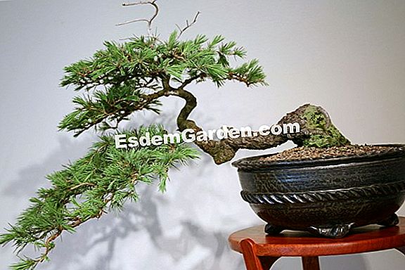 Repot ficus benjamina