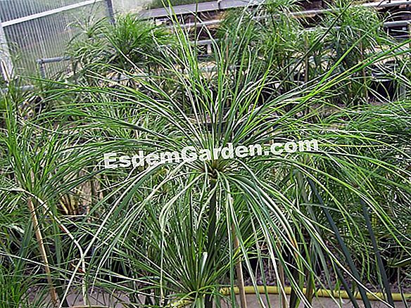 Den Cyperus schneiden