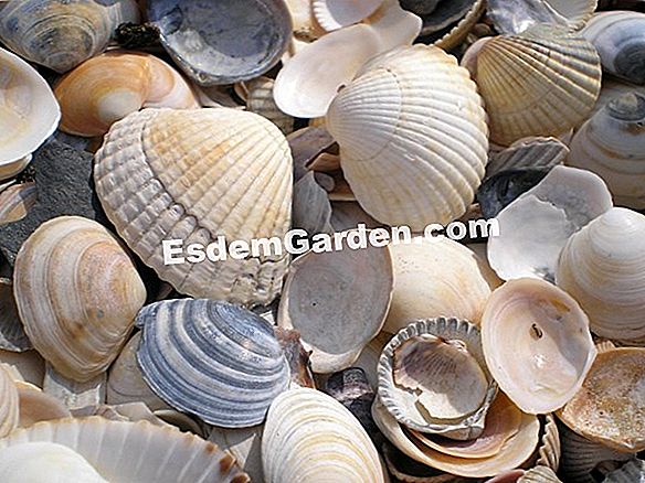 Muscheln mit Muscheln und Tetragon