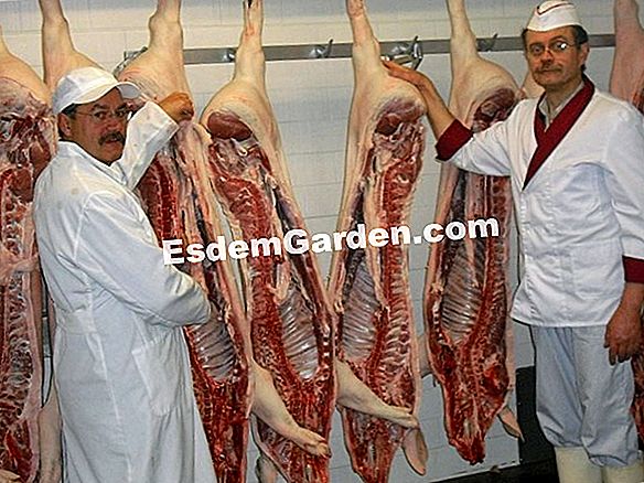 Reife Würste klein-schweizerisch