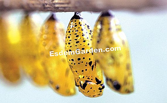 Die Metamorphosen des Schnees