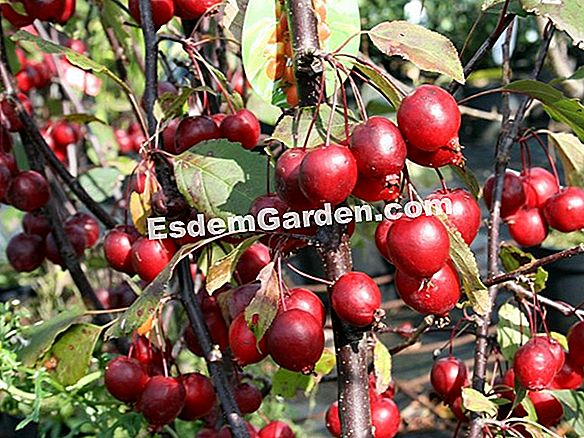 Apfelbaum Roter Obelisk Roter Obelisk Apfel Malus Roter Obelisk 🌿 Alles Über