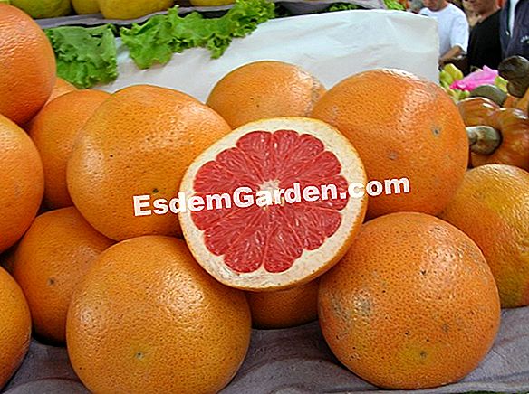 Grapefruit, Phytolac von Amerika