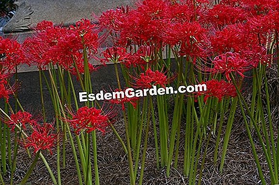 Roter Lycoris, Japanische Amaryllis, Japanische SpinnenLilie, Lycoris