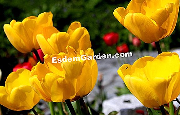 Botanische Tulpen: Einführung