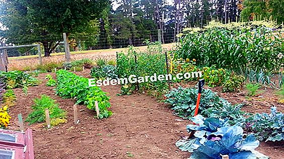 Zucchini: Aussaat, Pflanzung und Anbau