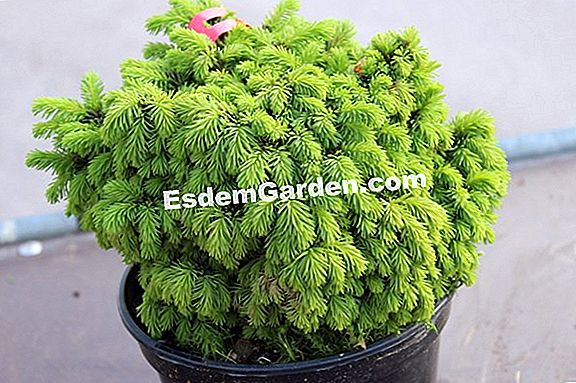 Zwerg Nadelbäume Für Steingärten Arten Und Sorten 🌿 Alles Über
