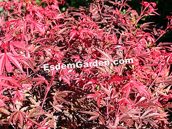 Imperata cylindrica 'Roter Baron'