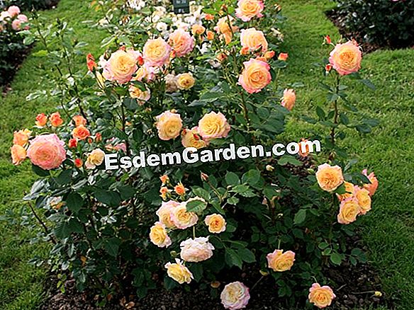 Rose 'Rose der Sonne'