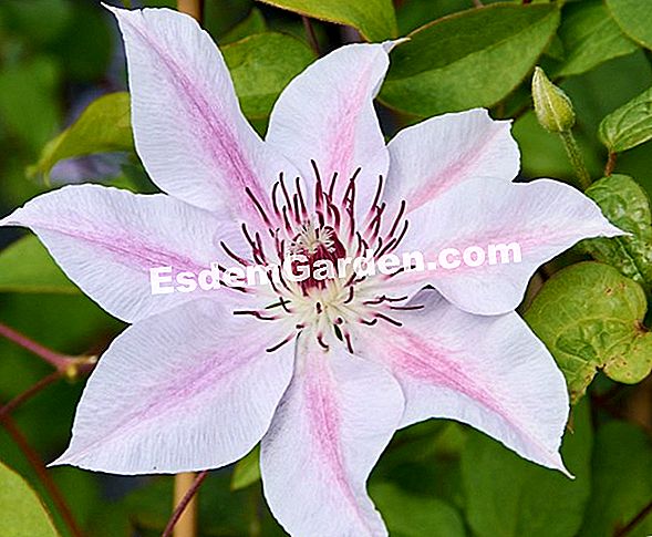Die Größe der Clematis