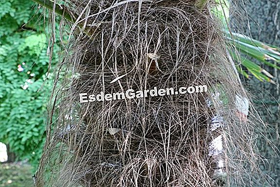 Trachycarpus, Palmen kälte-