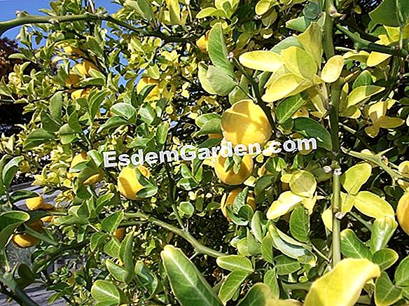 Welcher Obstbaum Für Ihren Balkon? 🌿 Alles Über Gartenarbeit Und