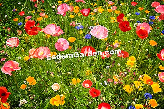 Verwandeln Sie einen Rasen in einen Gemüsegarten, wenn Sie Mieter sind?