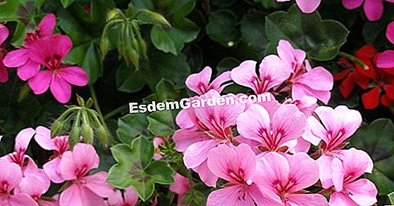 Die Stecklinge Von Geranien 🌿 Alles Über Gartenarbeit Und