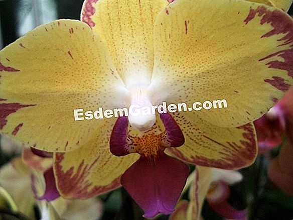 Der Orchideengarten von Sitio Liter auf Teneriffa