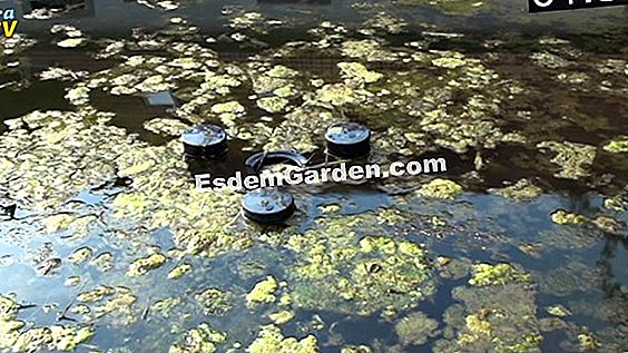 Vermeiden Sie Algen Im Wasser Der Wiederherstellung Von Jeentendre 🌿