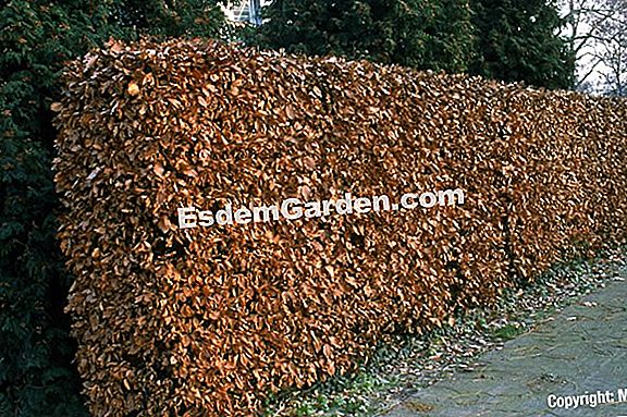 Plant Thuja in der Hecke