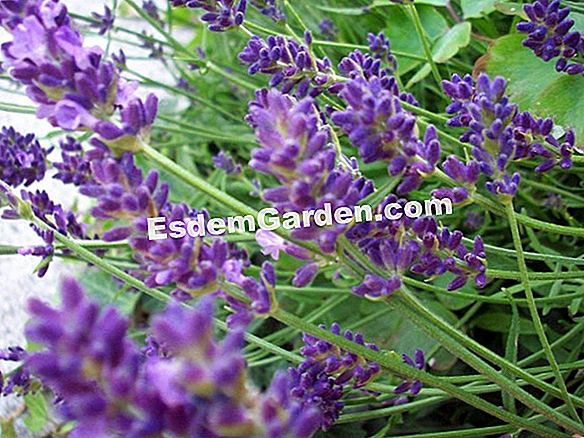 Lavendel kultivieren: Gartentipps