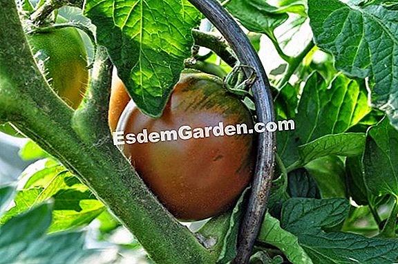 Ernte seine Tomatensamen