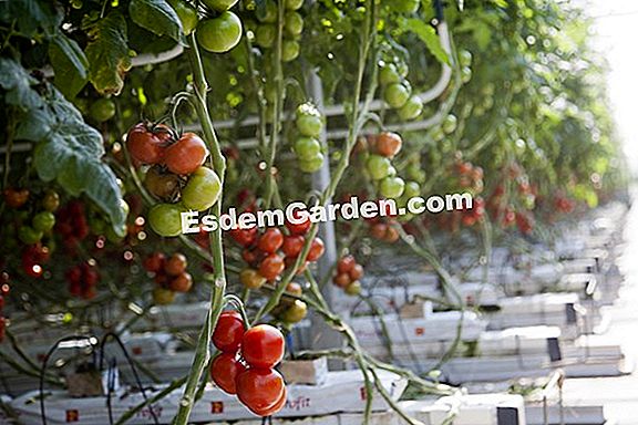 Können wir Tomaten vor Krankheiten bewahren, ohne sie zu behandeln?