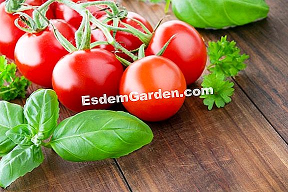 Wie schützt man Tomaten vor schwarzer Fußkrankheit?