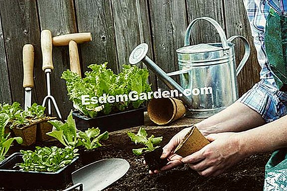 Was Macht Im März Im Garten? 🌿 Alles Über Gartenarbeit Und