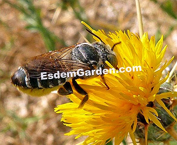 Cómo pasan las abejas el invierno