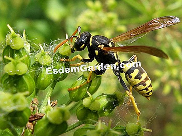 Abejas sensibles al tiempo
