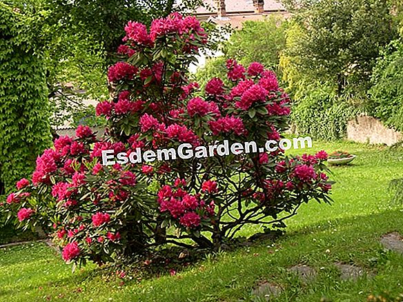 Azalea O Rododendro? ? Todo Sobre Jardinería Y Diseño De Jardines - 2023